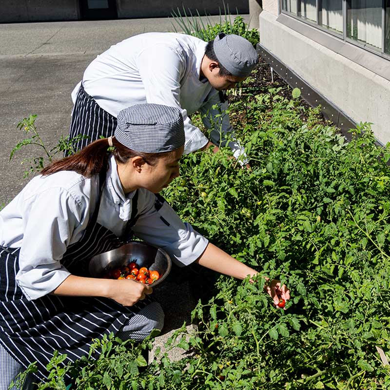student chefs cutting herbs from the ֦Ƶ garden